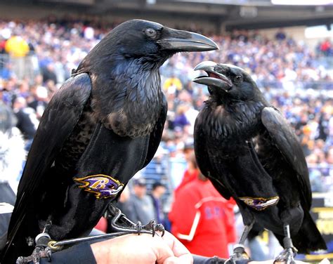 Baltimore ravens team mascot